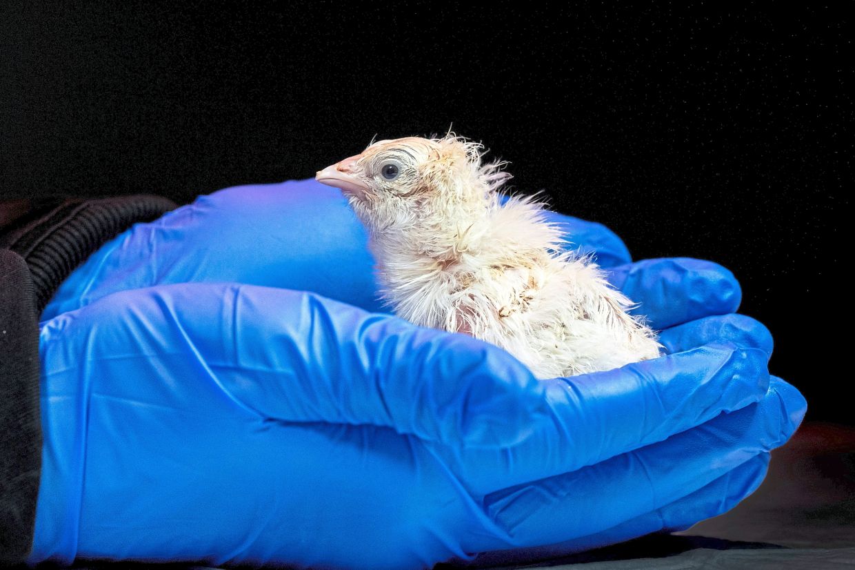 A chick hatched from an artificial environment.