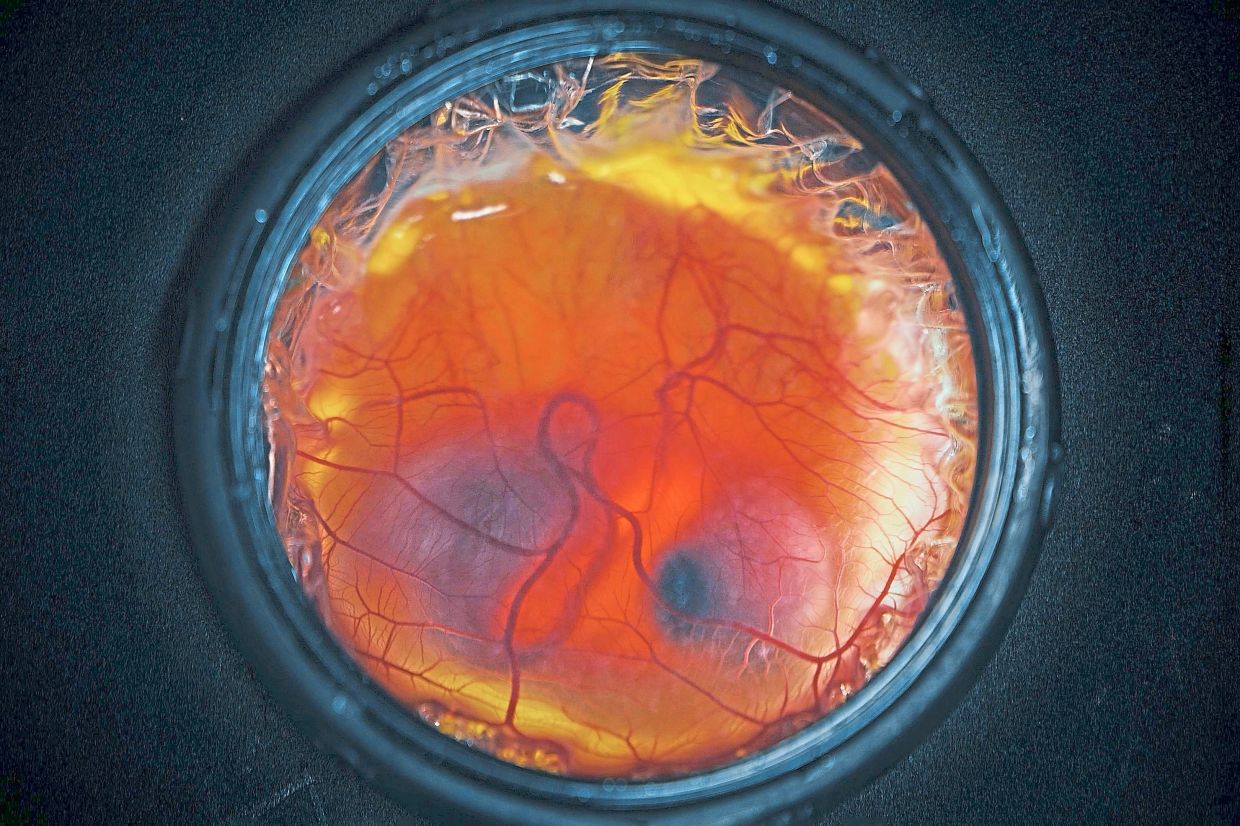 The embryo of a chick developing inside an artificial environment.