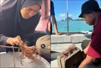 Malaysia launches first tropical eucheumatoid seaweed restoration initiative in Semporna
