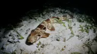 Tourism, climate puts Indonesia's ‘walking shark’ under pressure
