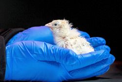 De-extinction company hatches live chicks from an artificial eggshell
