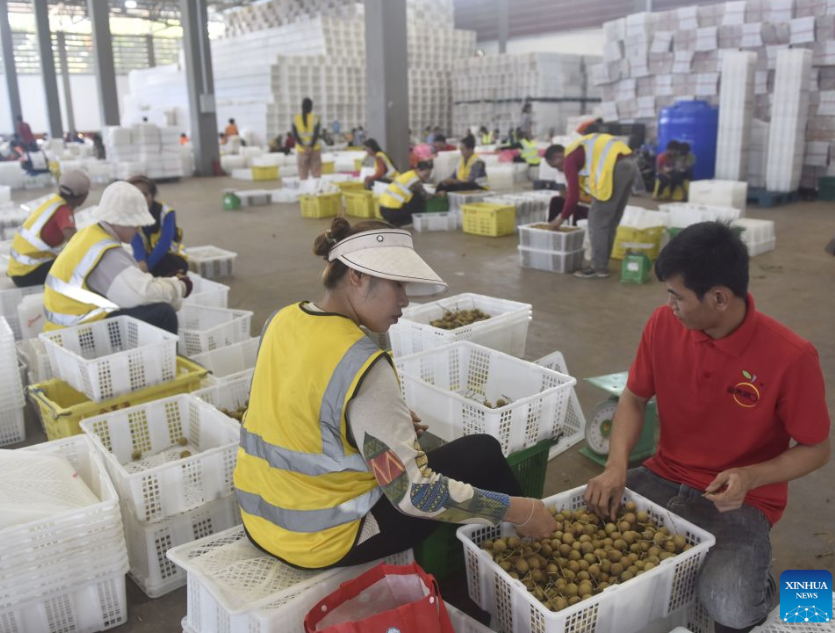Cambodian farmers, exporters thrive as direct longan trade with China booms