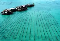 Milestone for marine conservation as seaweed revival begins