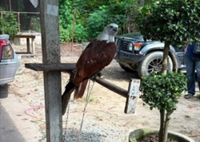 Red eagle worth RM20,000 among protected animals seized in Tumpat