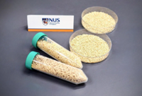 NUS researchers develop novel oral vaccine to protect farmed fish from deadly virus