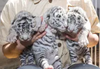 China celebrates birth of rare Bengal white tiger triplets