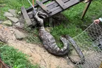 QuickCheck: Was a 100kg python caught after devouring a goat?