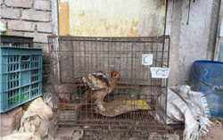 Red eagle worth RM20,000 among protected animals seized in Tumpat
