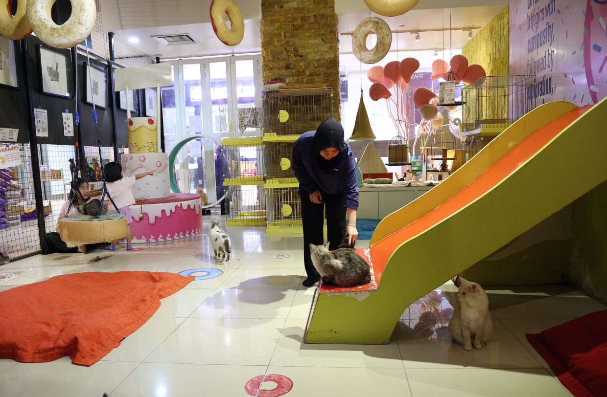 Entry to Sunway Putra Mall’s Cat-Assisted Therapy Playground is free for Autsome members while the general public is charged a fee.
