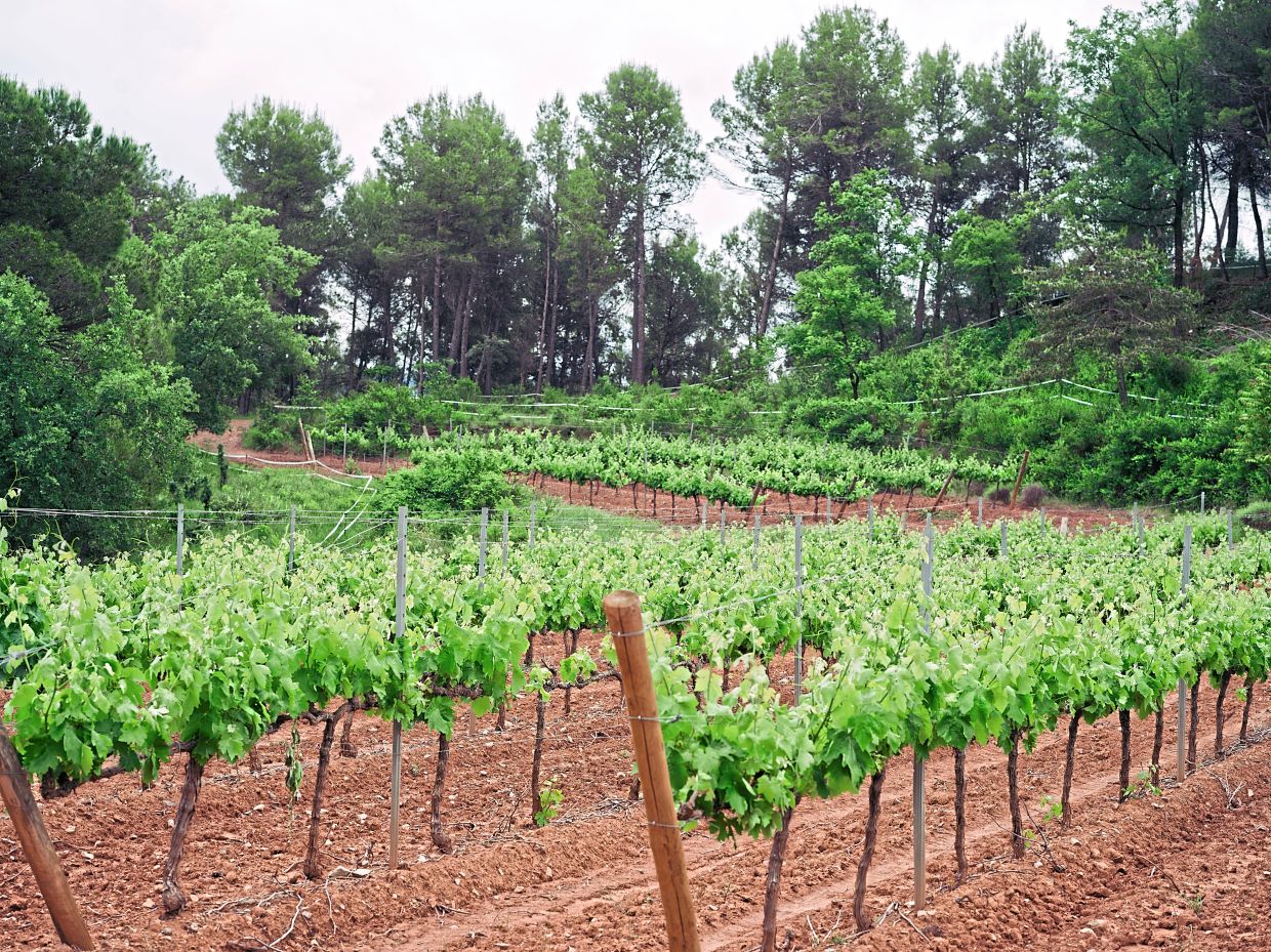 The vineyard at Celler Abadal, next to an area that got burned in 2017, in Santa Maria d’Horta d’Avinyó, Spain, on May 13, 2026. As fires worsen, European nations are adapting, focusing less on purely responding and more on preparing.(Samuel Aranda/The New York Times)
