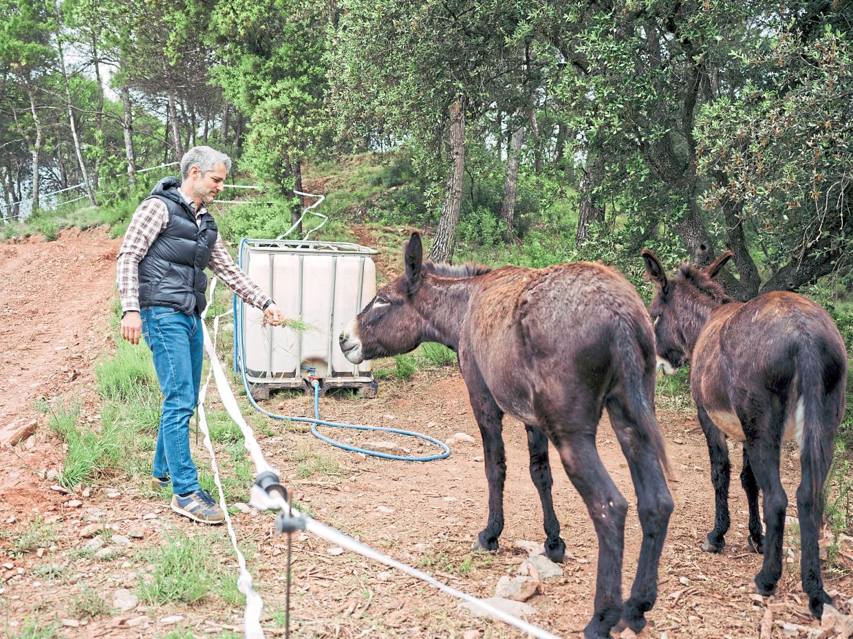 Roqueta, the owner of Celler Abadal, with donkeys helping to thin out growth in the forest on the outskirts of his vineyard in Santa Maria d’Horta d’Avinyo. — Samuel Aranda/The New York Times