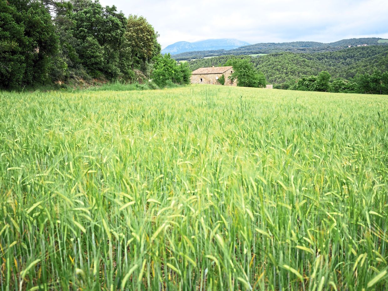 The fields near where Biotruf grows truffles near Solsona, in northern Catalonia. — Samuel Aranda/The New York Times