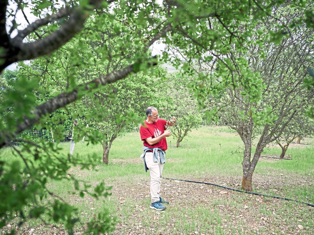 De Aragon managing Biotruf’s truffle plantation near Solsona. — Samuel Aranda/The New York Times