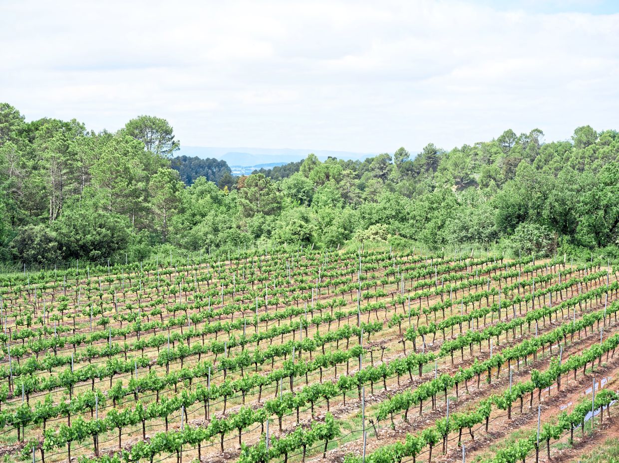 The vineyard at Celler Abadal, next to an area that got burned in 2017, in Santa Maria d’Horta d’Avinyo, Spain. — Samuel Aranda/The New York Times