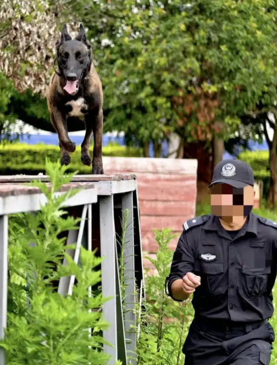 Bulu during training with his handler. According to reports, China has more than 29,000 active police dogs, highlighting their invaluable role in law enforcement. - Baidu