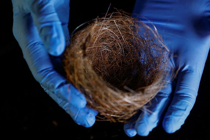 Bird nests of fibre-optic cables show war's impact on Ukraine