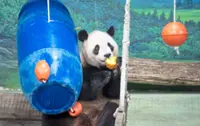 A bear-y happy birthday bash