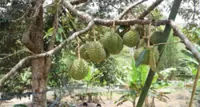 Trio steal durians, motorcycle from orchard