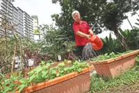 How a KL food forest is benefitting the community, one harvest at a time