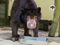 Goodbye Amaco: Oldest Sun Bear at Sandakan conservation centre dies at 33