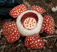 Rare Samar Rafflesia rediscovered in protected Philippine forest after 15 years