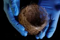 Bird nests of fibre-optic cables show war's impact on Ukraine