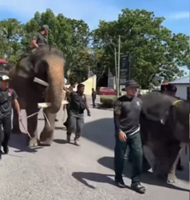 Special permission given to use elephants in community parade in Kelantan, says Perhilitan