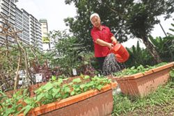 How a KL food forest is benefitting the community, one harvest at a time