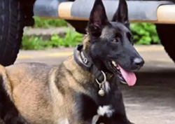 Devoted police dog moves millions in China by waiting for injured handler, refusing food