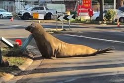 Neil the 1,000kg southern elephant seal is back, sows mayhem in Tasmania