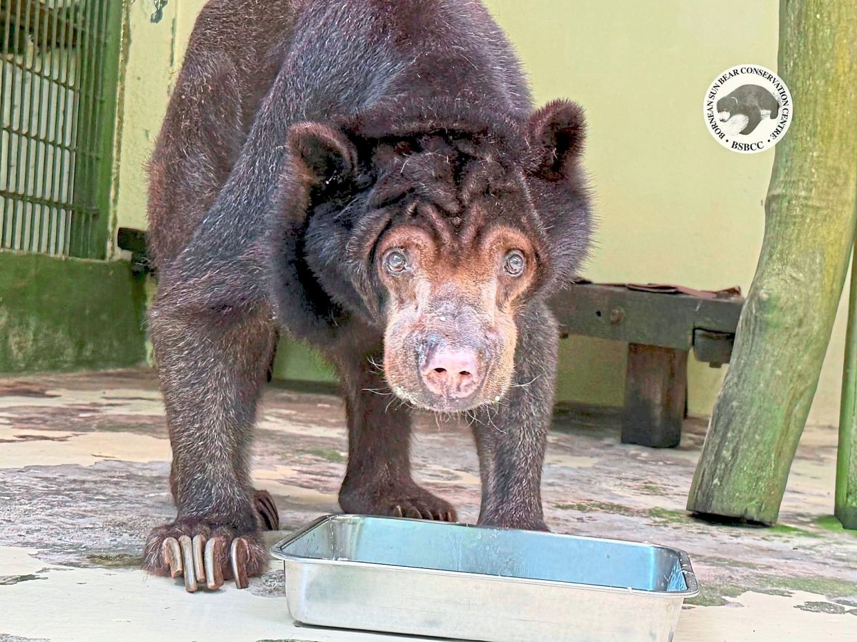 Oldest sun bear Amaco dies at 33