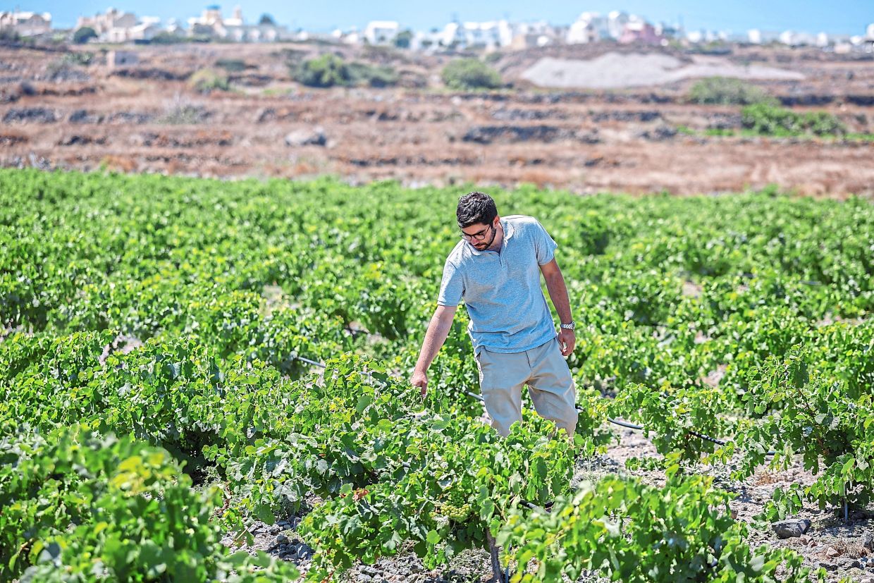 Winemakers on the Greek island of Santorini try to adapt to heat and ...