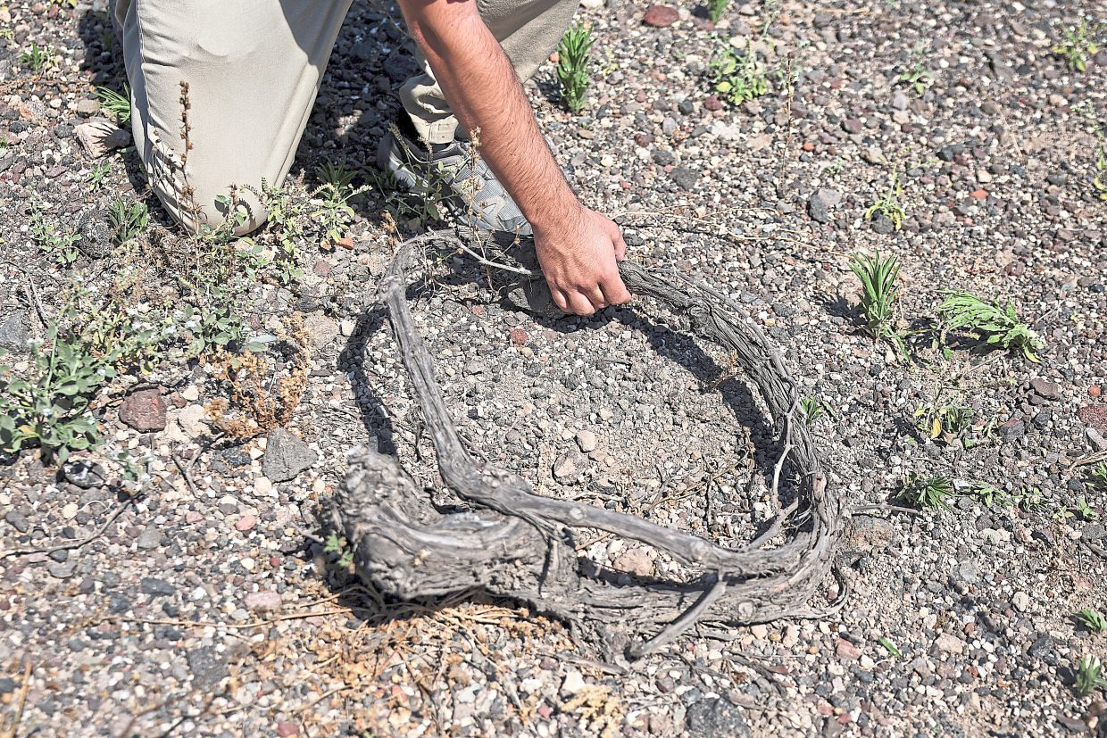 A 90-year-old traditional 'kouloura' vine shaped like a basket to protect the grapes from the heat, that is now all dried up. 