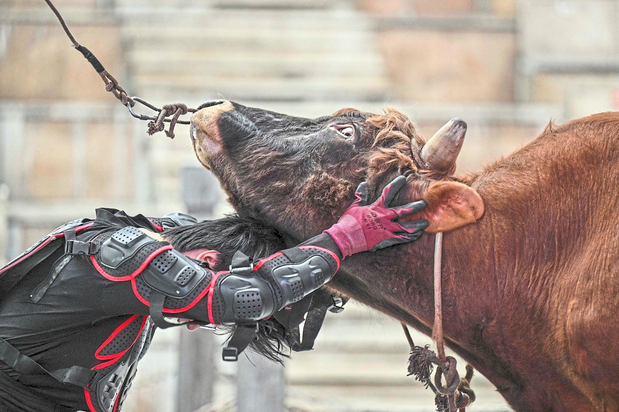 Guan niu dates back over 600 years yet not many know of the sport even in China.