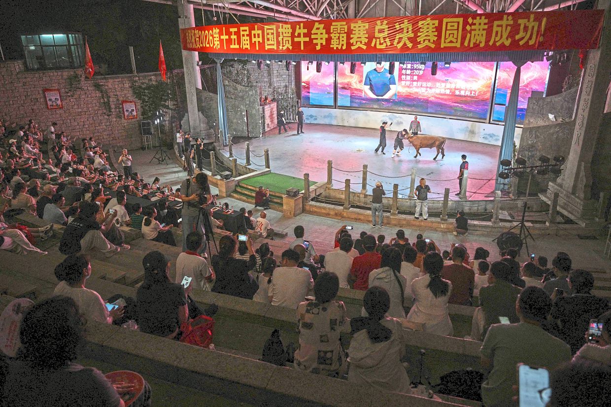 Spectators at the 15th China Bullfightin Championship watching a wrestler and a bull in action.