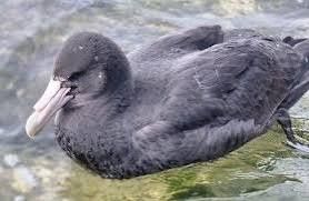 Australien meldet fünften Fall von H5N1-Vogelgrippe auf dem Festland