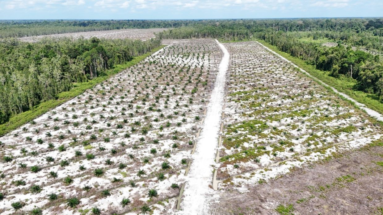 Deforestation still haunts Indonesia’s national parks