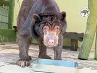 Oldest sun bear Amaco dies at 33