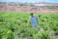 Winemakers on the Greek island of Santorini try to adapt to heat and drought