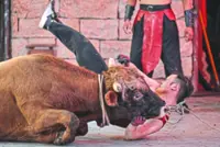 China's bull wrestlers fight to keep the centuries-old tradition alive