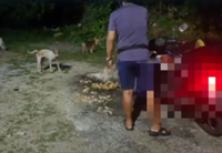 Local council warns stray dog feeder over smelly mess