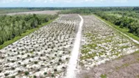 Deforestation still haunts Indonesia’s national parks