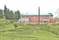Nepal's tea factories resume work after India eases rules
