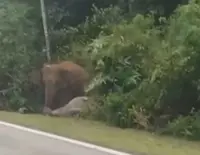 A mother’s grief: Elephant stays by dead calf following crash with car in Mersing