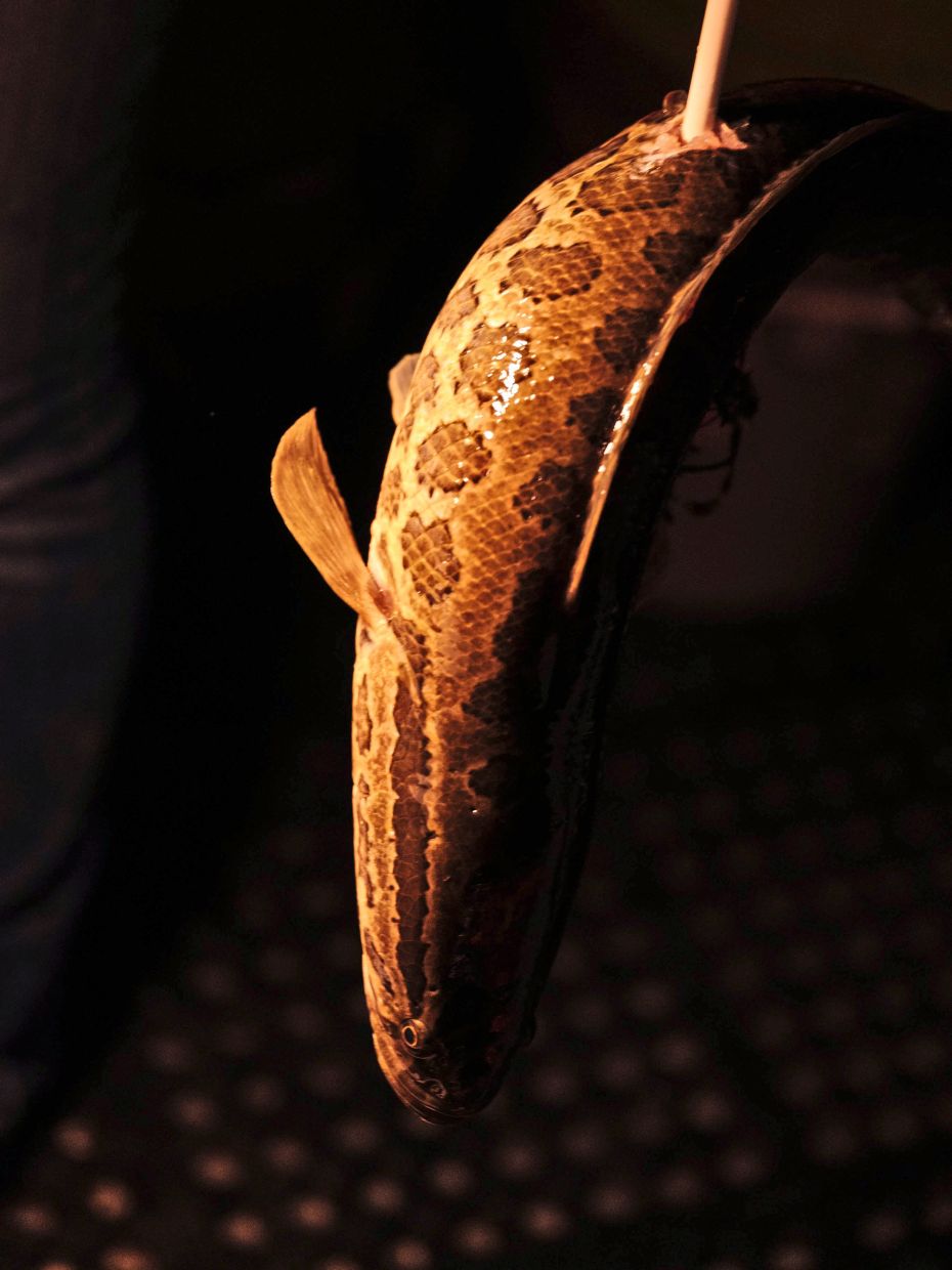 A snakehead pierced by an arrow on the Potomac River near Indian Head, Maryland. — Caroline Gutman/The New York Times 