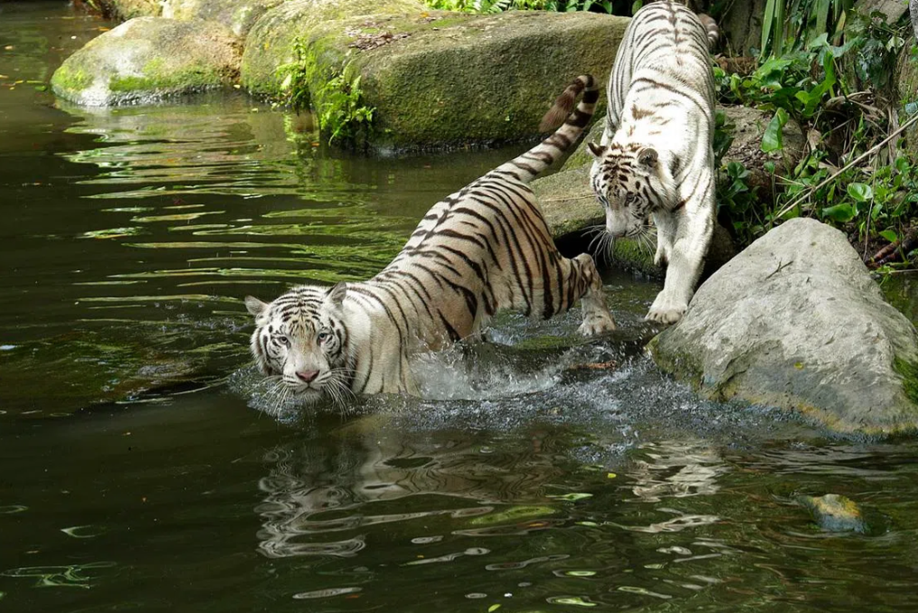 Pasha (left) with his sister Keysa. They shared an “incredibly strong bond” despite their contrasting personalities. - MANDAI WILDLIFE GROUP
