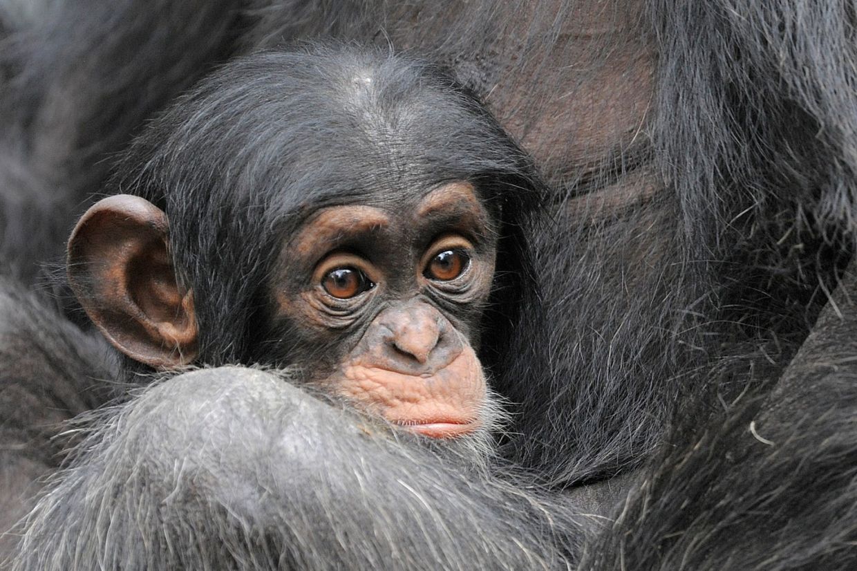 A chimpanzee (Pan troglodytes) snuggles against his mother in the zoo in Leipzig, central Germany, Aug. 9, 2010. – AP Photo/Jens Meyer, File)