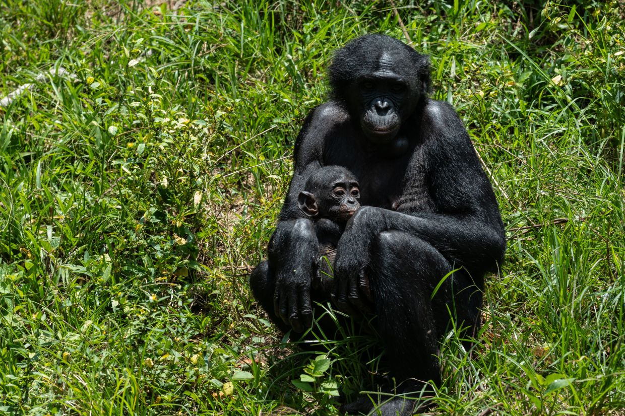 A bonobo holds her baby at the Lola ya Bonobo sanctuary in Kinshasa, Democratic Republic of the Congo, on April 8, 2026. – AP Photo/Samy Ntumba Shambuyi