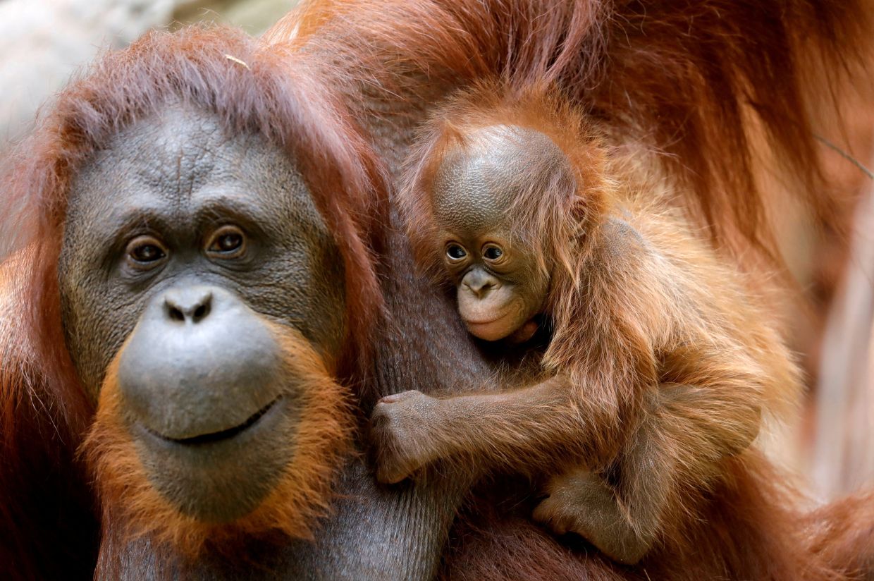 An eleven-day-old baby male Bornean orangutan is held by his mother Suli at Bioparc Fuengirola in Fuengirola, southern Spain August 15, 2021. — REUTERS/Jon Nazca/File Photo