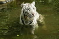 RIP Pasha: Singapore Night Safari’s white Bengal tiger euthanised after battle with cancer